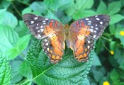 vlinder 8