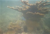 Onderwater2