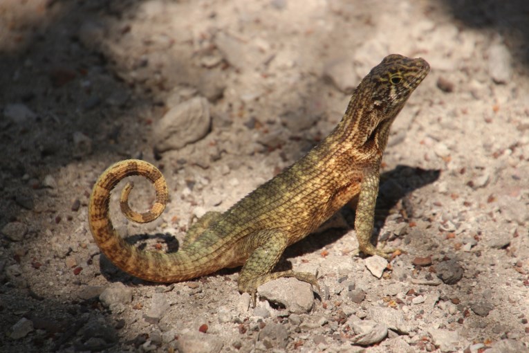 You can see those little lizards all around at Punta Perdiz