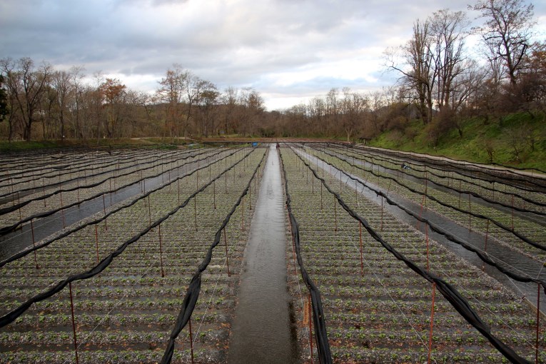 Fields of wasabi plants and irrigation system