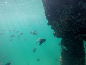Snorkeling at the pier