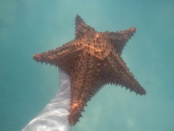 The 2nd time at Piscina Natural we spotted a starfish.