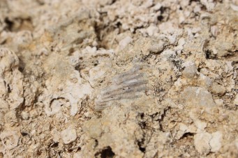 fossil in the rocks