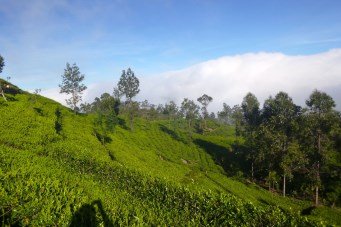 Lipton tea plantations