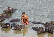 Varanasi, koeien wassen