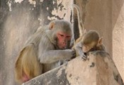 Agra, vlooiende apen