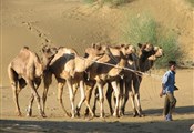 Jaisalmer woestijn kamelen halen