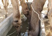 Jaisalmer, kamelen die dorstlessen