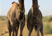 Jaisalmer, kamelen
