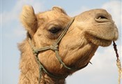 Jaisalmer, kamelentocht
