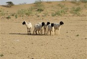 Jaisalmer, schapen