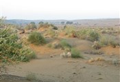 Jaisalmer, woestijn