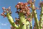 Woestijncactus
