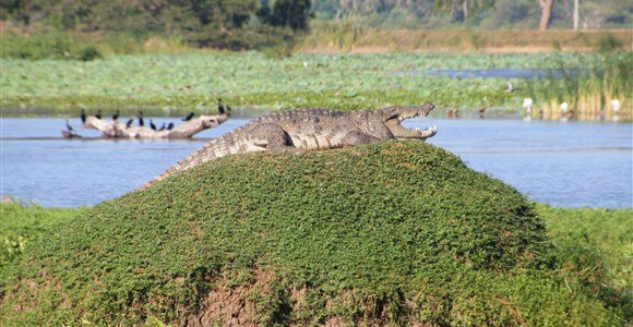 Crocodile on rock