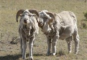 Argentijnse schapen