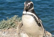 Peninsula Valdes Pinguin2