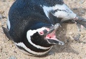Peninsula Valdes pinguin