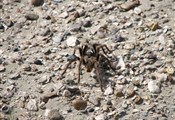 Peninsula Valdes tarantula