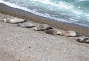 Peninsula Valdes zeeolifanten