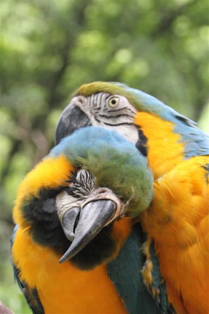 Copan ruinas, macaw birds in the park