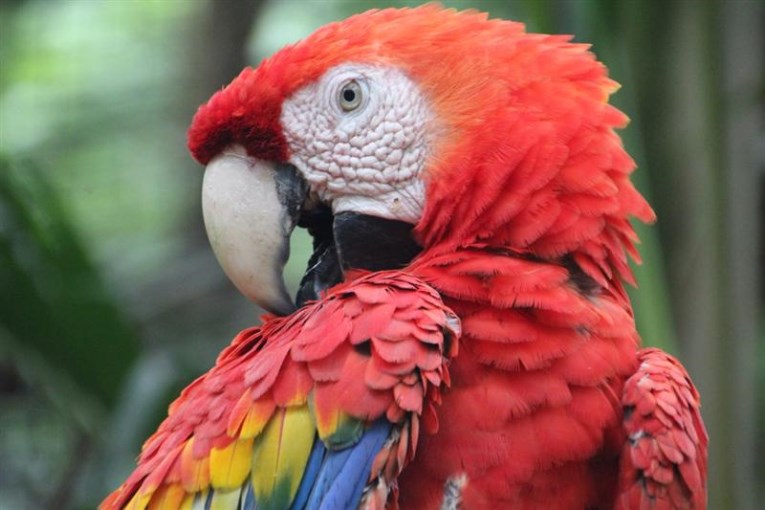 Copan ruinas, macaw in the birdpark