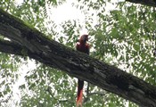 Copan ruinas, macaw