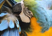 Copan ruinas, macaws in the birdpark