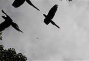 Copan ruinas, macaws