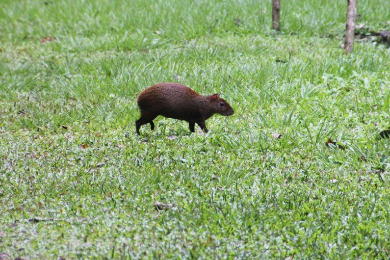 capibara