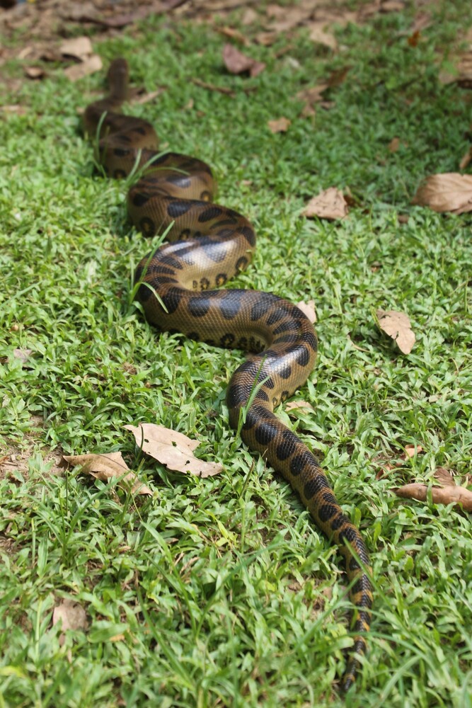 Anaconda