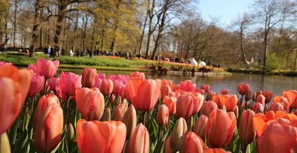 Keukenhof