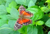 vlinder5