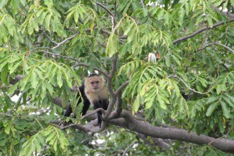 white faced monkey