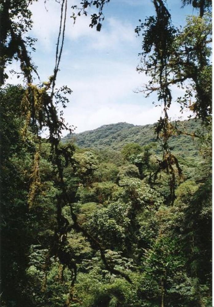 Monteverde