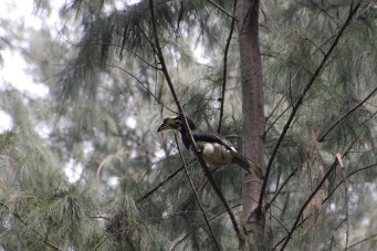 Ko adang hornbill