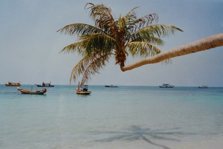 Ko tao palm