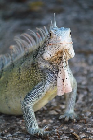 You can see a lot of iguana around the island of Curacao