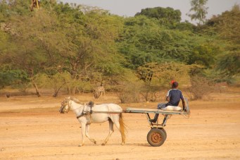 Horse cart