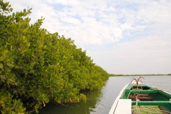 Mangrove boat