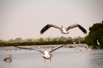 Pelicans