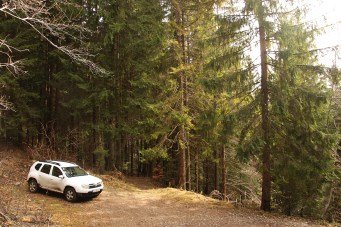 Car forest low