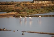 Tavira-flamingo
