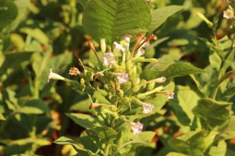 Blooming tobacco plant