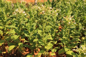 Tobacco plants