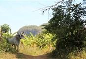 Viñales