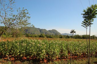 tobacco field