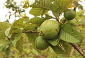 Guava