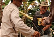 Squeezing the juice out of the sugar cane