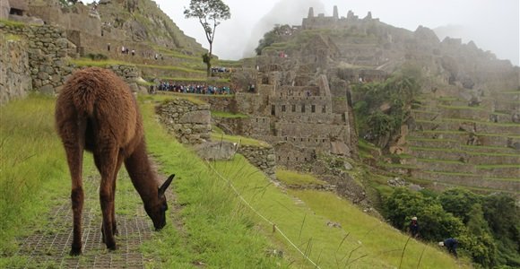 Lama at Machu Picchu