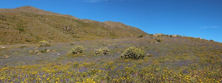 Colca canyon with many flowers